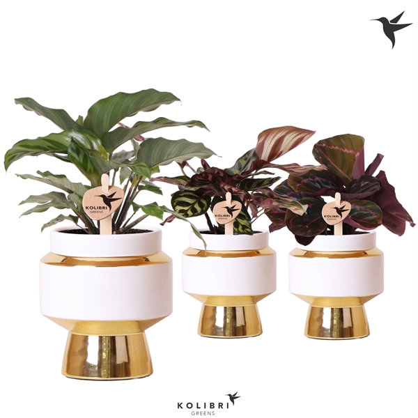 <h4>Kolibri Greens Calathea mix in Le Chic pot gold</h4>