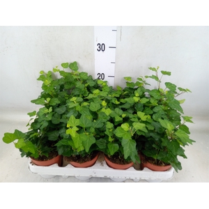 Hedera helix 'Wonder'
