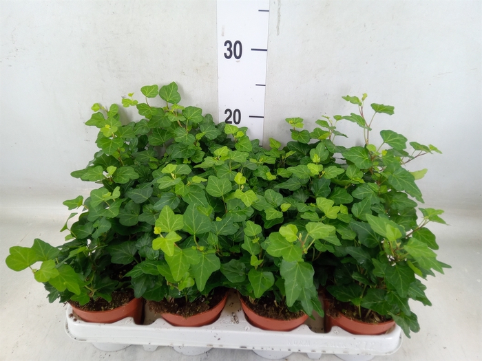 <h4>Hedera helix 'Wonder'</h4>