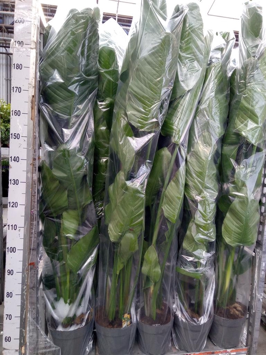 <h4>Strelitzia nicolai</h4>