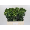 Alstroemeria White