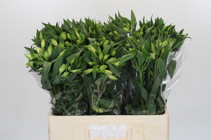 Alstroemeria White