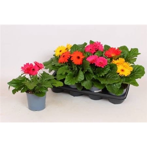 Gerbera Open Air Gemengd