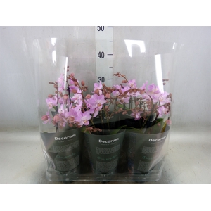 Phalaenopsis multi.   ...rose