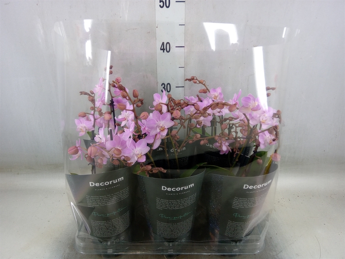 <h4>Phalaenopsis multi.   ...rose</h4>
