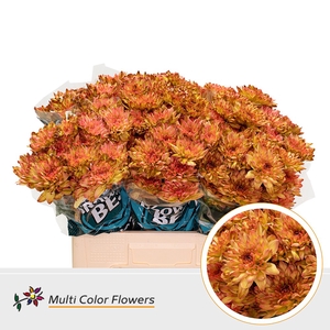 Chr T Baltica Apple Bandit