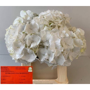 Hydrangea schneeball
