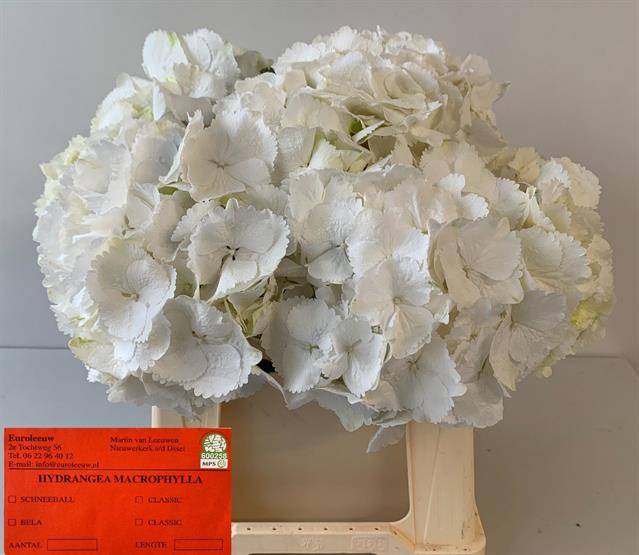 <h4>Hydrangea schneeball</h4>