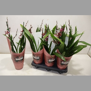 Bur Barrocco Red