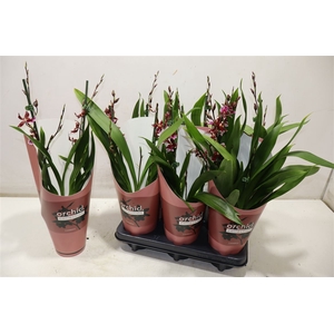 arr8 Bur Barrocco Red