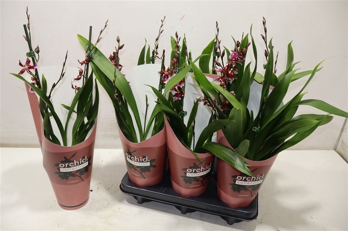 <h4>arr8 Bur Barrocco Red</h4>