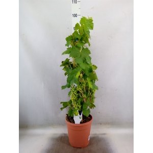 Vitis   ...
