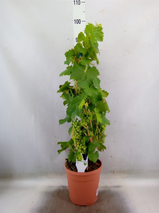<h4>Vitis   ...</h4>