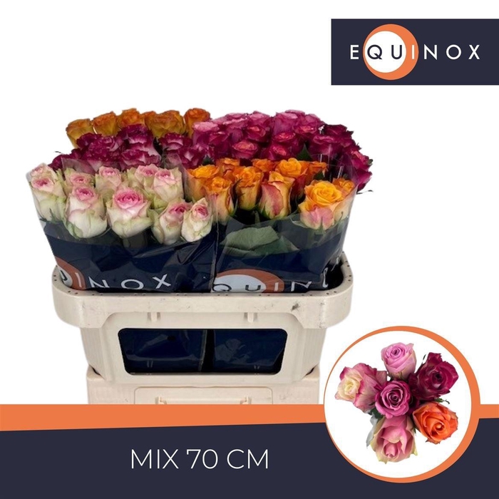 <h4>R GR GEM IN FUST</h4>