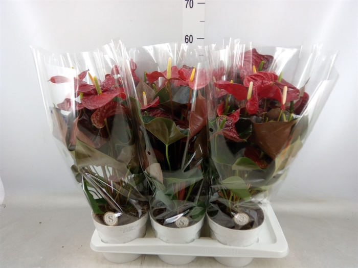 <h4>Anthurium andr. 'Coral Champion'</h4>