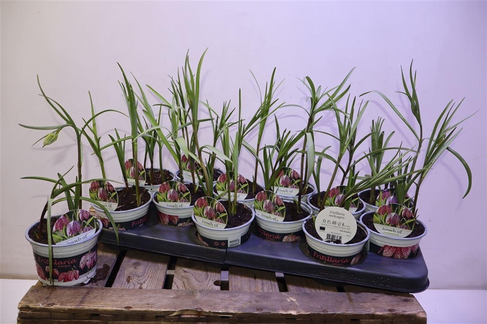 <h4>arr8 Frit Meleagris</h4>