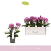 Phalaenopsis Multifloratypes overig paars