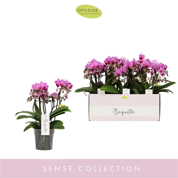 <h4>Phalaenopsis Multifloratypes overig paars</h4>