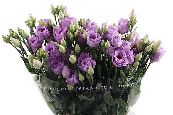 <h4>Eust Rosita Lavender</h4>