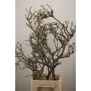 Magnolia Grandiflora