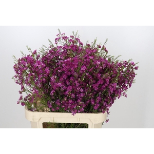 Chamelaucium Purple Rain