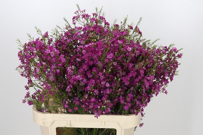 Chamelaucium Purple Rain