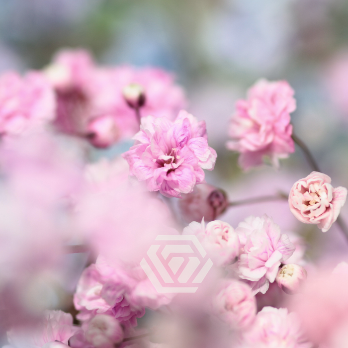 <h4>GYPS PA TINTED LIGHT PINK Tessa</h4>