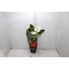 CALATHEA INSIGNIS P12