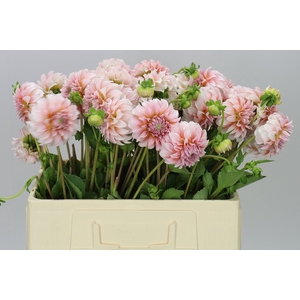Dahlia Peaches