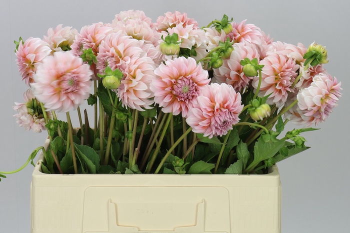 <h4>Dahlia Peaches</h4>