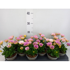 Osteospermum  'Margarita Pink Flar'