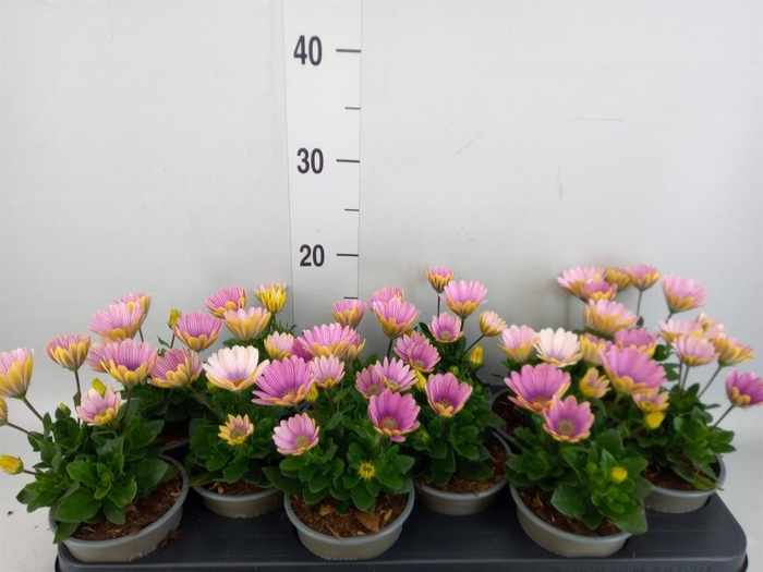 <h4>Osteospermum 'Margarita Pink Flar'</h4>