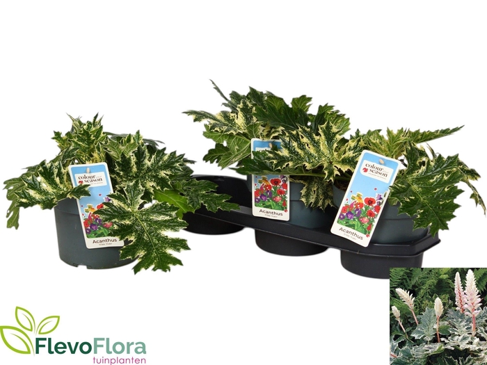 <h4>ACANTH MOLLIS</h4>