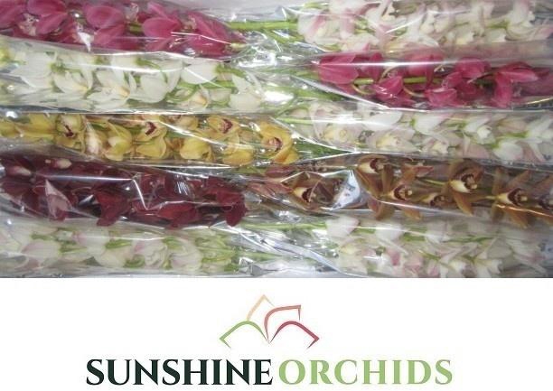 <h4>Cymb Mi Gem</h4>