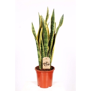 Sansevieria trif. Laurentii