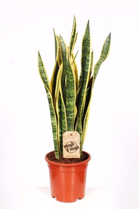 <h4>Sansevieria trif. Laurentii</h4>
