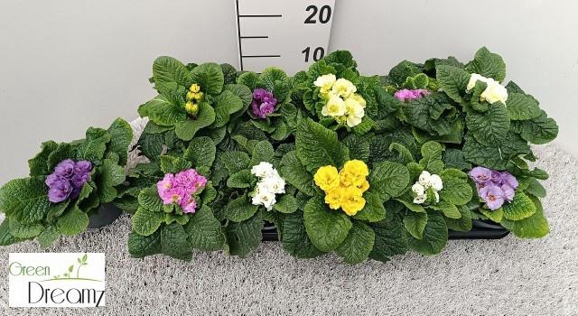 <h4>PRIM AC GEM</h4>