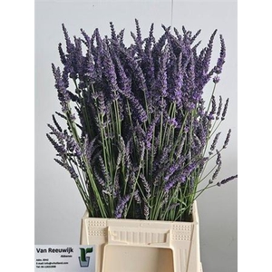 Lavandula Angust Bos