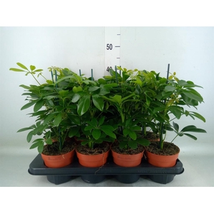 Schefflera arbor. 'Nora'