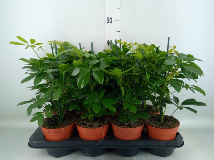 <h4>Schefflera arbor. 'Nora'</h4>