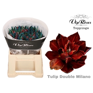 Tu Du Vip Milano