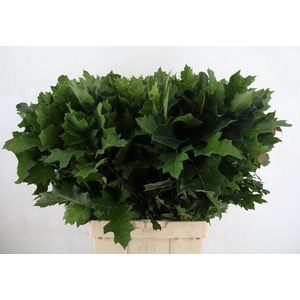 QUERC RUBRA 080CM
