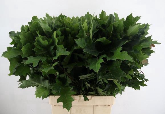 <h4>QUERC RUBRA 080CM</h4>