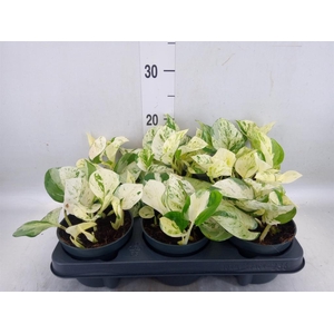 Epipremnum pinn. 'Happy Leaf'