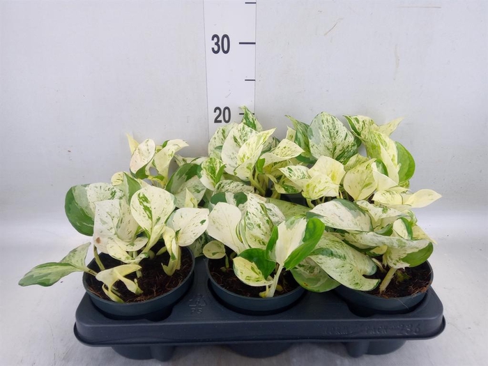 <h4>Epipremnum pinn. 'Happy Leaf'</h4>