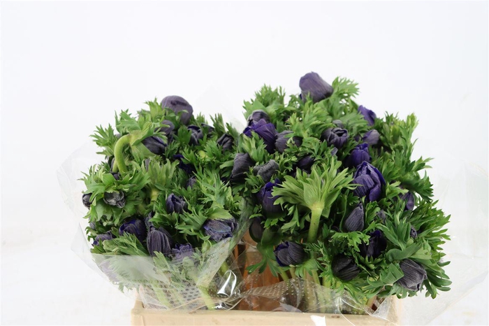 <h4>Anem Marianne Blue</h4>