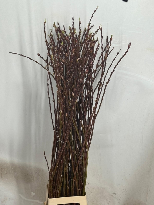 <h4>SALIX WILGENKATJES</h4>