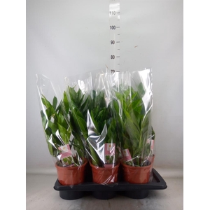 Zamioculcas zamiifolia 'Pixie'