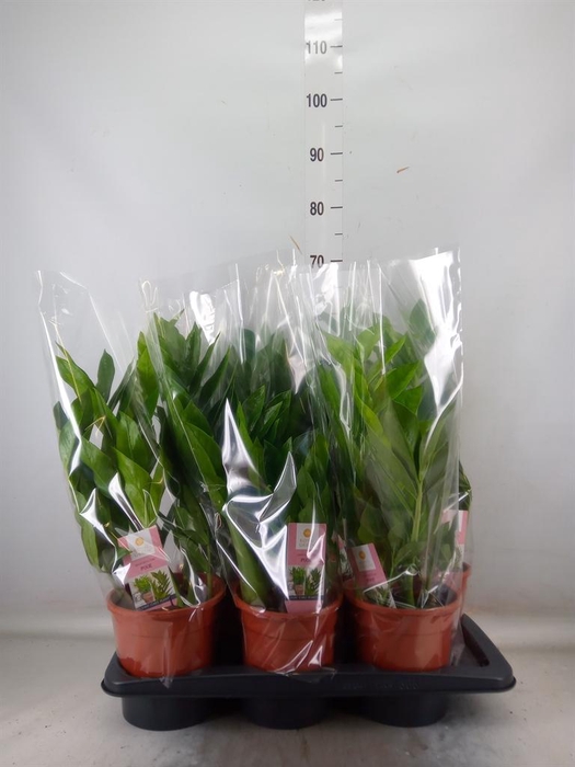<h4>Zamioculcas zamiifolia 'Pixie'</h4>