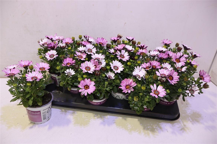 <h4>arr8 Osteo Ov</h4>